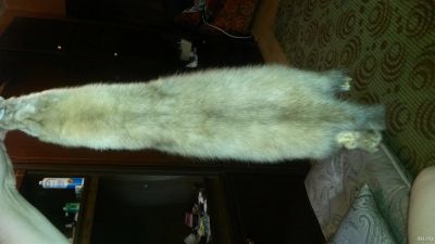 Лот: 12835985. Фото: 1. шкурка соболя 50см чулок. Другое (одежда, обувь, галантерея)