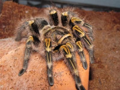 Лот: 7899653. Фото: 1. Паук птицеед дома! Grammostola... Остальные животные