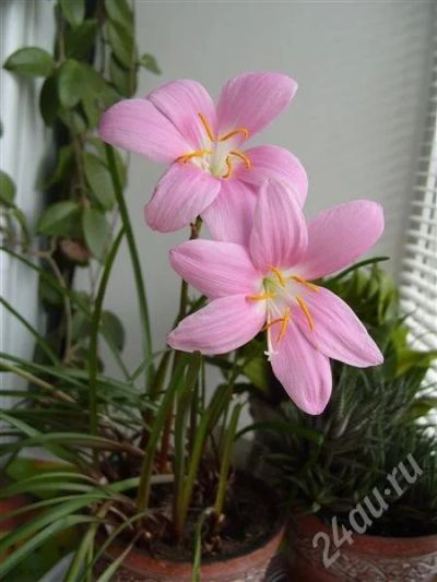 Лот: 328750. Фото: 1. Зефирантес. Горшечные растения и комнатные цветы