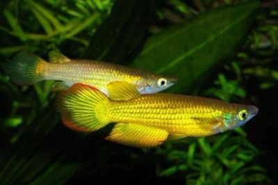 Лот: 6305579. Фото: 1. Линеатус (Aplocheilus lineatus... Рыбки