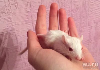 Лот: 7231237. Фото: 1. Песчанки Грызуны. Остальные животные