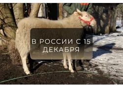 Лот: 18355569. Фото: 1. Порода Восточно-фризская \ Немецкая... Остальные животные