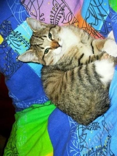 Лот: 576514. Фото: 1. котенок. Остальные животные