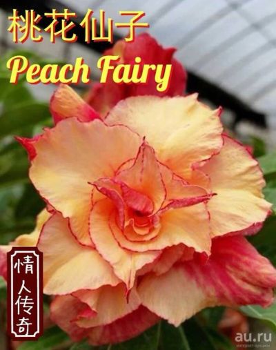 Лот: 17590522. Фото: 1. Адениум Peach Fairy. Горшечные растения и комнатные цветы