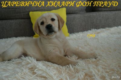 Лот: 13303072. Фото: 1. Лабрадор. Собаки, щенки