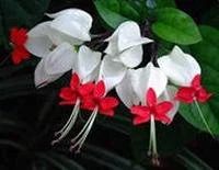 Лот: 3031780. Фото: 1. Клеродендрум Томсона. Горшечные растения и комнатные цветы