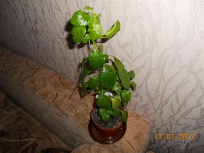 Лот: 1511540. Фото: 1. Кроссандра. Горшечные растения и комнатные цветы