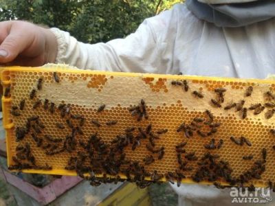 Лот: 10245809. Фото: 1. Мед в сотах. Мёд, продукты пчеловодства