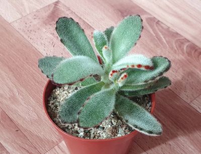 Лот: 18216397. Фото: 1. Каланхое войлочный (Kalanchoe... Горшечные растения и комнатные цветы