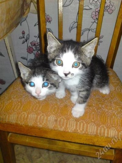 Лот: 2389486. Фото: 1. подарю котят. Кошки, котята
