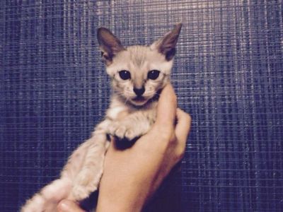 Лот: 5635662. Фото: 1. Бенгальский мальчик. Кошки, котята