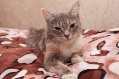 Лот: 10743564. Фото: 1. Трёхцветное счастье. Кошки, котята