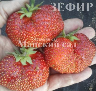 Лот: 5885390. Фото: 1. Саженцы садовой земляники(клубники... Другое (семена, рассада, садовые растения)