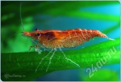 Лот: 587225. Фото: 1. креветки черри. Моллюски, ракообразные, кораллы