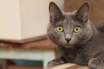 Лот: 1488340. Фото: 1. Кошка русская голубая. Кошки, котята