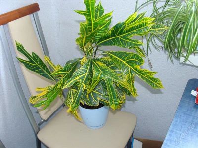 Лот: 2911579. Фото: 1. Кротон большой. Горшечные растения и комнатные цветы