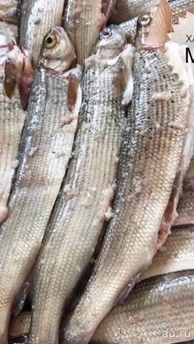 Лот: 13064340. Фото: 1. Куплю рыбу хариус. Икра, рыба, морепродукты