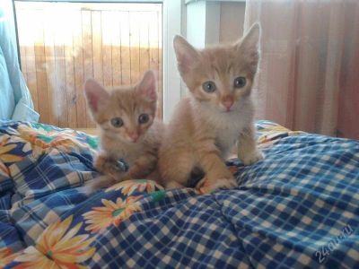 Лот: 1222935. Фото: 1. Рыжие котята!. Кошки, котята