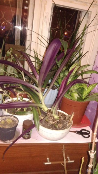 Лот: 15572480. Фото: 1. рэо растение полностью с фиолетовыми... Горшечные растения и комнатные цветы