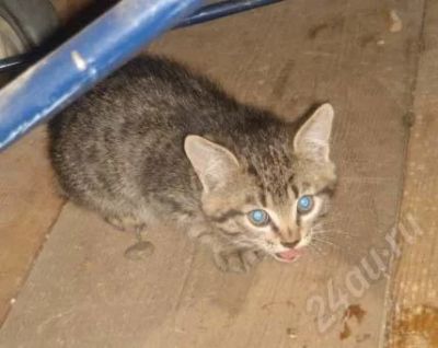Лот: 475956. Фото: 1. Котята красавцы. Остальные животные
