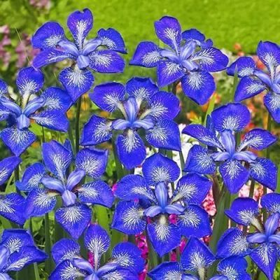 Лот: 23555839. Фото: 1. Ирис сибирский Ай Си Старз. Садовые цветы