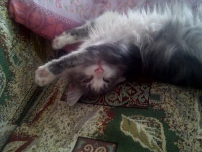 Лот: 4864558. Фото: 1. Отдам молодую кошку в добрые руки. Кошки, котята