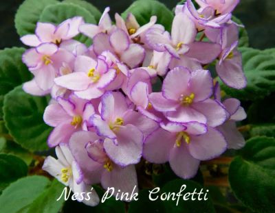Лот: 8501009. Фото: 1. Минифиалка сортовая Ness' Pink... Горшечные растения и комнатные цветы