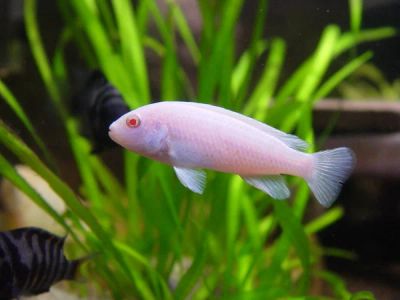 Лот: 6820490. Фото: 1. Псевдотрофеус белый принц (Pseudotropheus... Рыбки