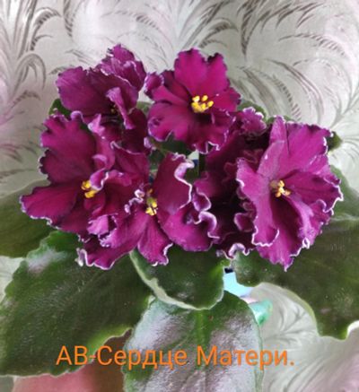 Лот: 11869283. Фото: 1. Фиалка АВ - Сердце матери- лист... Горшечные растения и комнатные цветы