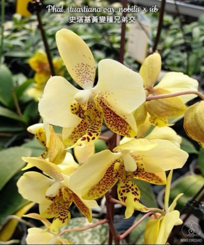 Лот: 18881741. Фото: 1. Орхидея фаленопсис Stuartiana... Горшечные растения и комнатные цветы