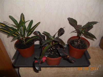 Лот: 1244046. Фото: 1. кротон. Горшечные растения и комнатные цветы