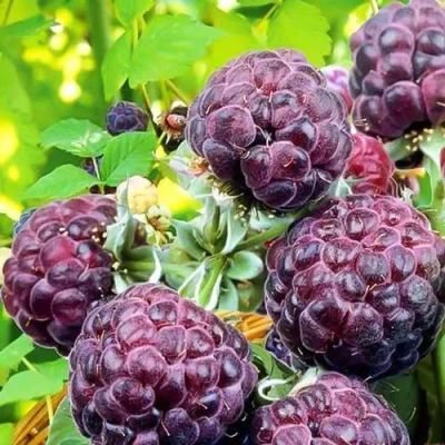 Лот: 22039578. Фото: 1. Малина фиолетовая Парпл Джевел. Садовые цветы