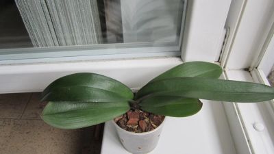 Лот: 7981351. Фото: 1. Орхидея бордовая с белым краем. Горшечные растения и комнатные цветы