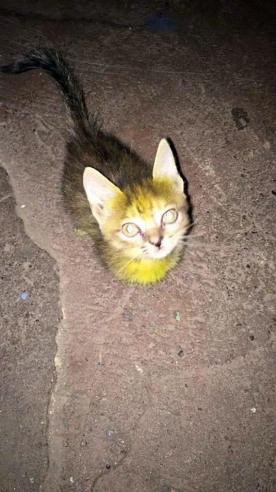 Лот: 10829226. Фото: 1. Отдадим в добрые руки котенка. Кошки, котята