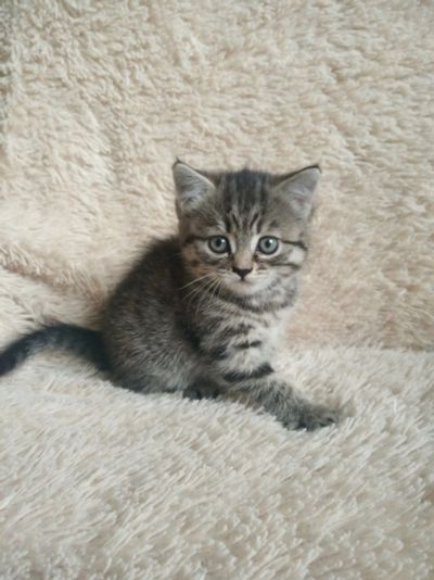 Лот: 15893308. Фото: 1. Кошечка. Кошки, котята