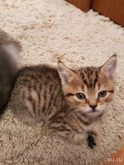 Лот: 10793393. Фото: 1. Шотландец. Кошки, котята