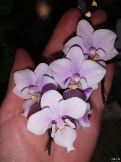 Лот: 16323755. Фото: 1. Орхидея фаленопсис сортовая. Горшечные растения и комнатные цветы