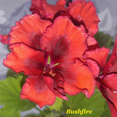 Лот: 14572544. Фото: 1. Пеларгония королевская Bushfire. Горшечные растения и комнатные цветы