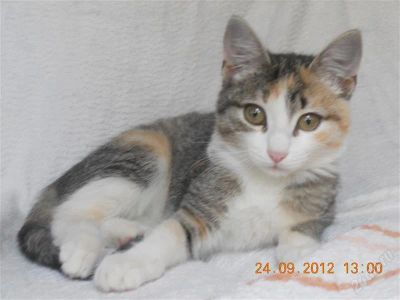 Лот: 2135312. Фото: 1. Отдам!!! Трех- цветная девочка... Кошки, котята