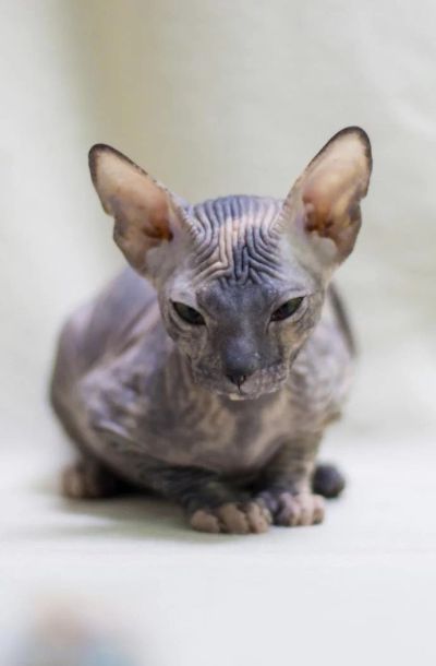 Лот: 6591919. Фото: 1. Малышка-голышка. Кошки, котята