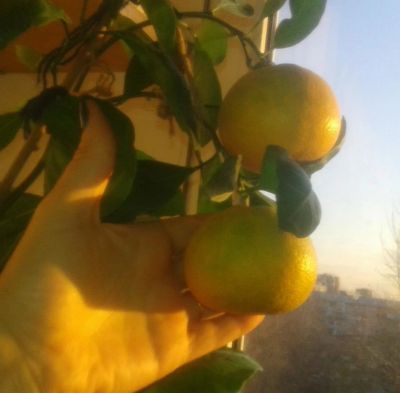 Лот: 10507155. Фото: 1. мандарин (цитрус лимон) привитое... Горшечные растения и комнатные цветы