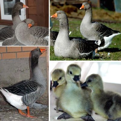 Лот: 9802911. Фото: 1. Гусята Крупной серой породы и... Птицы