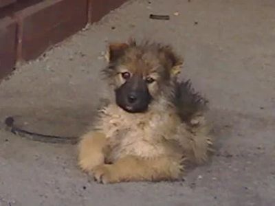 Лот: 5307555. Фото: 1. Беспородные щенки. Собаки, щенки