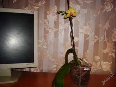 Лот: 1164339. Фото: 1. Орхидея фаленопсис - раскрылся... Горшечные растения и комнатные цветы