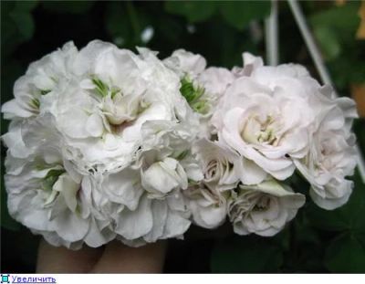 Лот: 4627685. Фото: 1. Пеларгония плющелистная Ice Rose. Горшечные растения и комнатные цветы