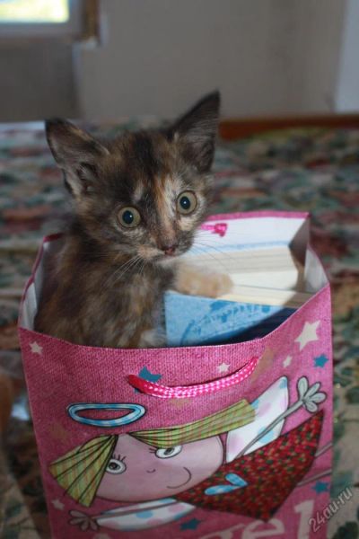 Лот: 5720304. Фото: 1. Ласковая и умная трехцветная кошечка... Кошки, котята