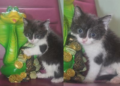Лот: 9396229. Фото: 1. Котенок. Кошки, котята