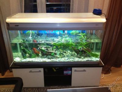 Лот: 1753720. Фото: 1. Продам аквариум с тумбой 1,25м... Аквариумы, террариумы