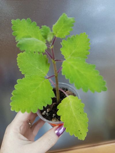 Лот: 21218139. Фото: 1. Ибоза Tetradenia. Горшечные растения и комнатные цветы