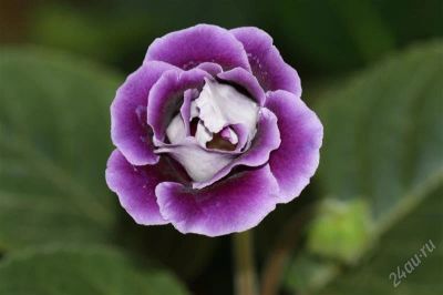 Лот: 2957925. Фото: 1. Глоксиния 30 (цветет). Горшечные растения и комнатные цветы